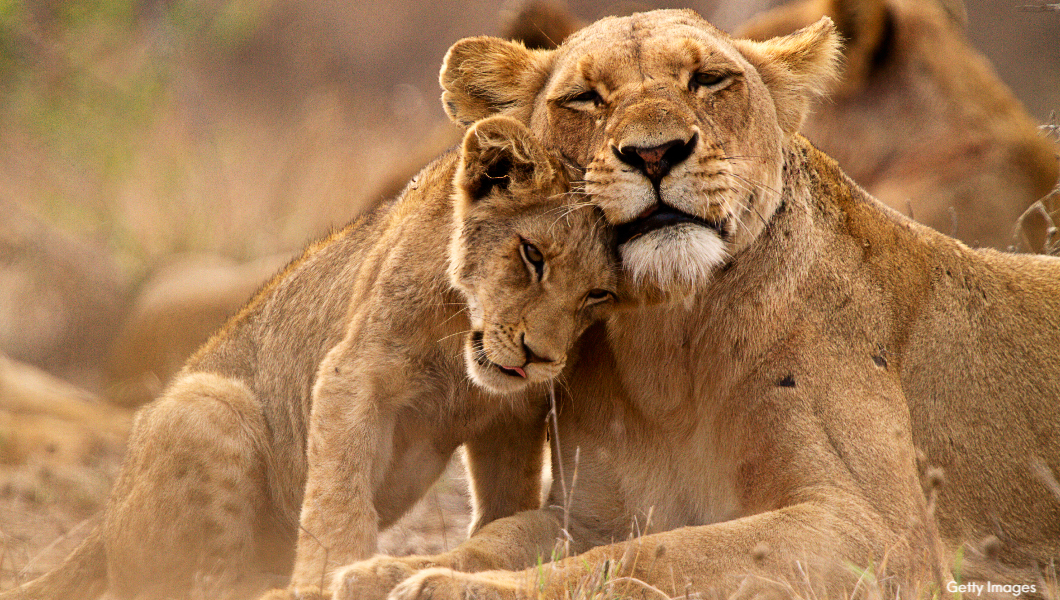 lioness and cub